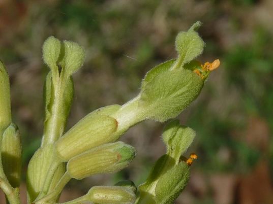 {Aesculus sylvatica}